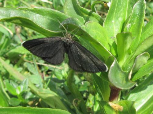 Odezia atrata