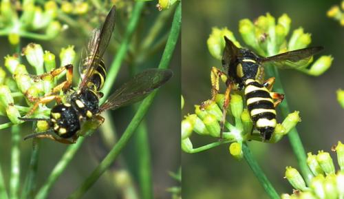 Cerceris arenaria