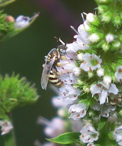 Ceylalictus variegatus