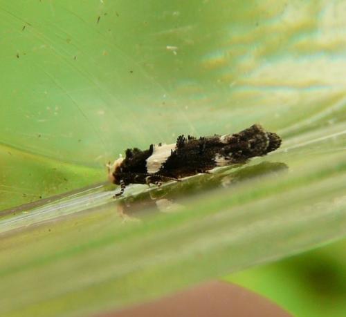 Réf. 106 645 : Recurvaria leucatella