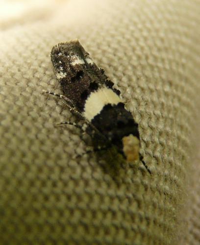Réf. 106 646 : Recurvaria leucatella
