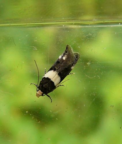 Réf. 106 647 : Recurvaria leucatella
