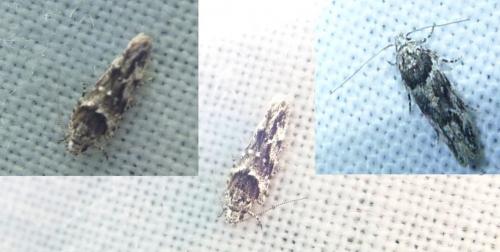 Réf. 106 648 : Recurvaria nanella