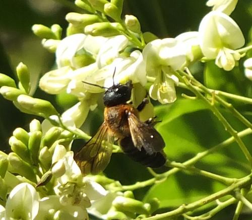 Megachile sculpturalis
