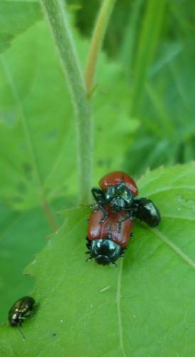 Chrysomela tremula