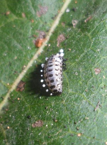 Chrysomela tremula