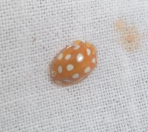 Halyzia sedecimguttata