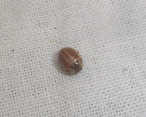 Aphidecta obliterata