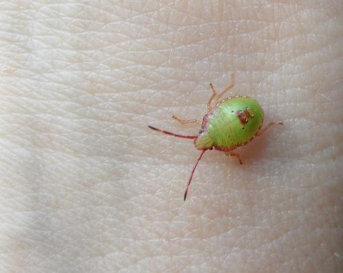 Acanthosoma haemorrhoidale haemorrhoidale