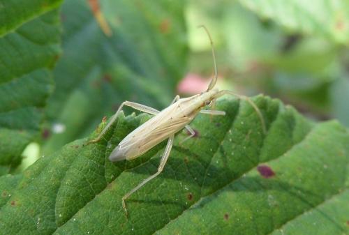 Stenodema laevigata
