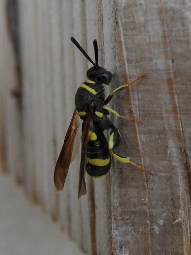 Leucospis dorsigera