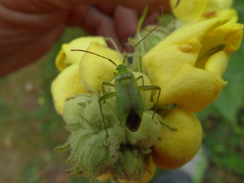 Réf. 106 620 : Adelphocoris sp.