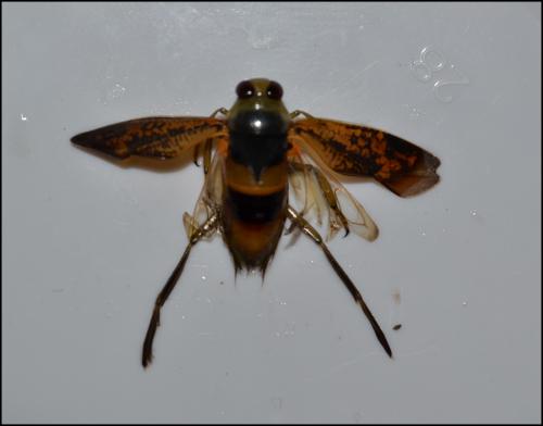 Notonecta maculata