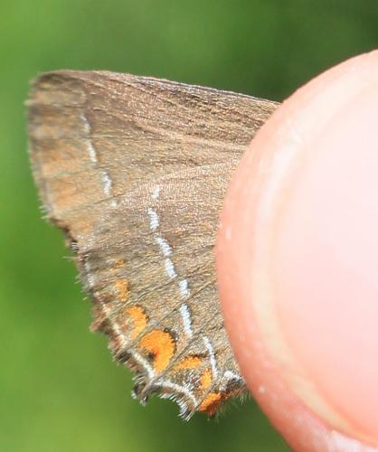 Satyrium acaciae
