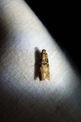 Réf. 106 120 : Euzophera pinguis