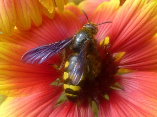Colpa sexmaculata