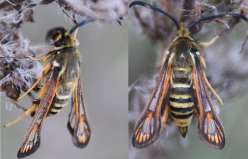 Bembecia sp.