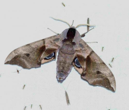 Réf. 106 907 : Smerinthus ocellata