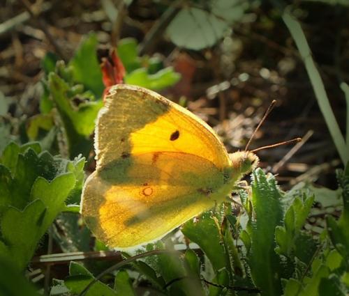 Réf. 106 507 : Colias croceus