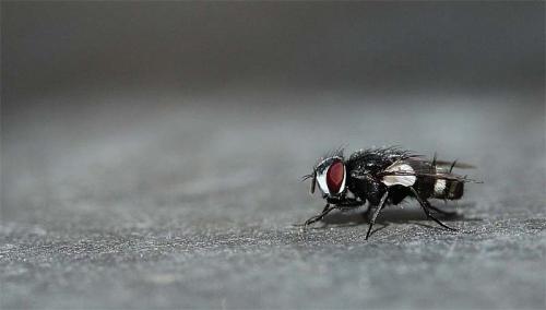 Sphenometopa fastuosa
