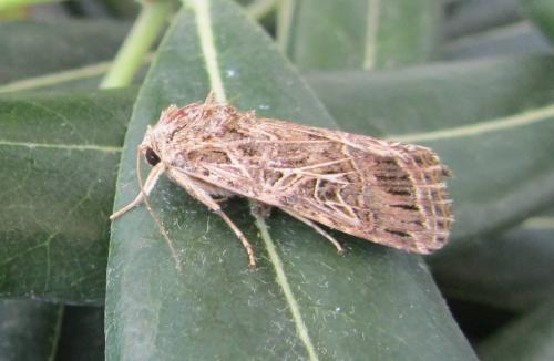 Spodoptera littoralis