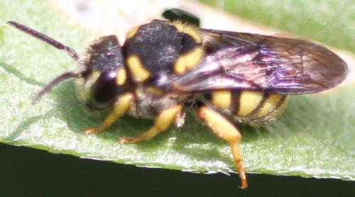 Réf. 106 864 : Stelis signata