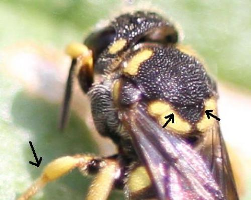 Réf. 106 705 : Stelis signata