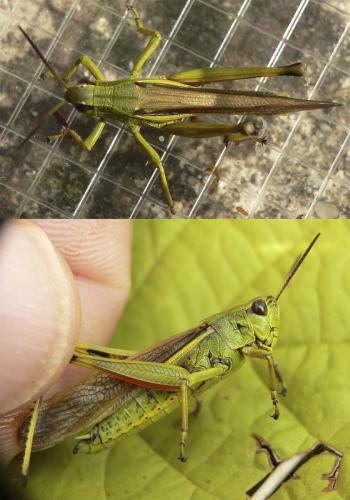 Réf. 106 675 : Stethophyma grossum