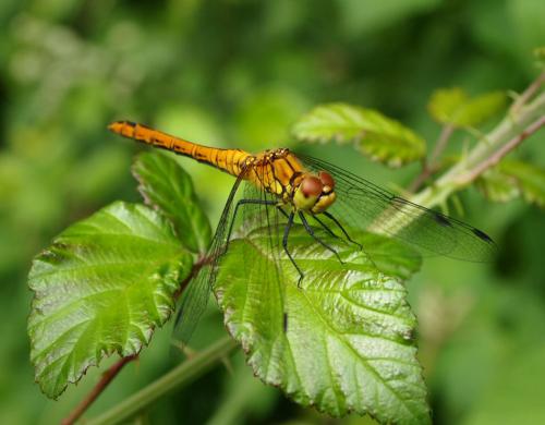 Sympetrum sanguineum