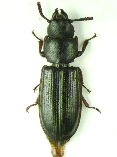 Réf. 106 915 : Tenebroides fuscus
