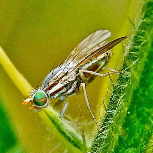 Réf. 106 918 : Terellia longicauda