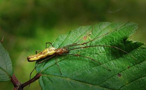 Tetragnatha sp.
