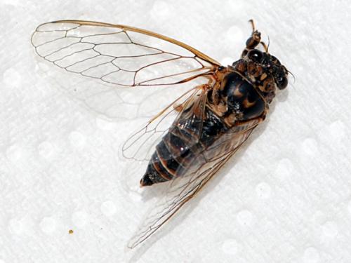 Tettigettalna argentata