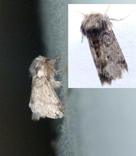 Thaumetopoea processionea