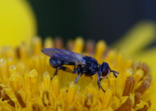 Réf. 106 811 : Thecophora atra
