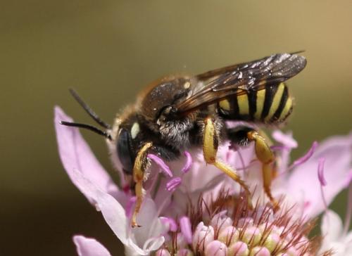 Réf. 106 573 : Trachusa interrupta
