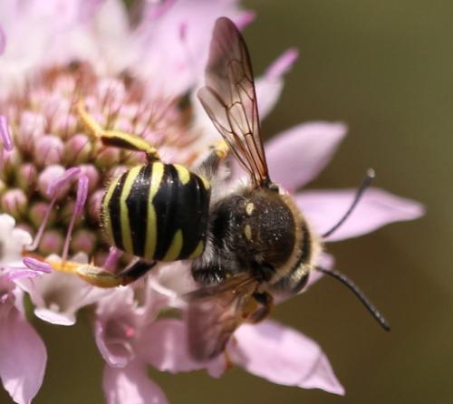 Réf. 106 572 : Trachusa interrupta