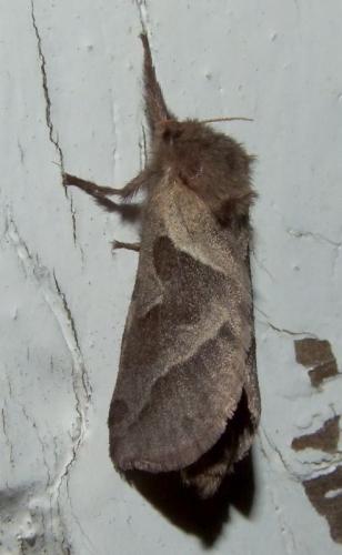Triodia sylvina