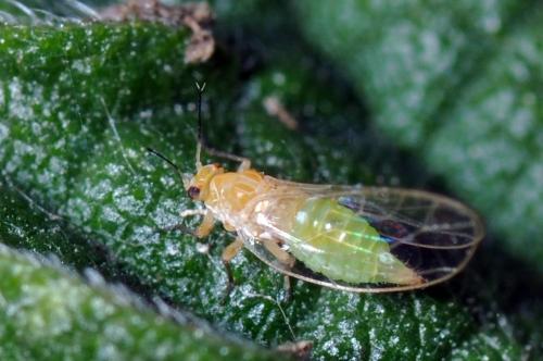 Trioza urticae