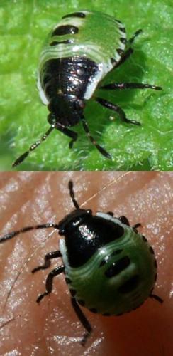 Palomena prasina