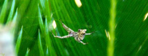 Cyrtophora citricola