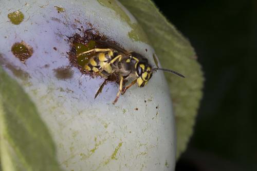 Vespula vulgaris