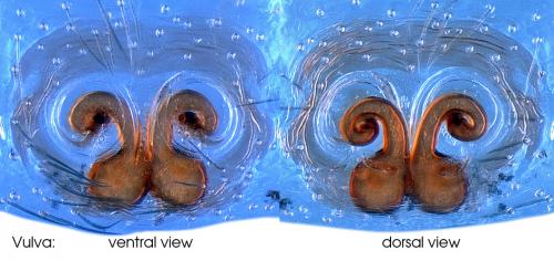 Euophrys sp.