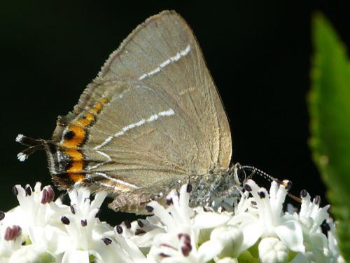 Réf. 106 941 : Satyrium w-album