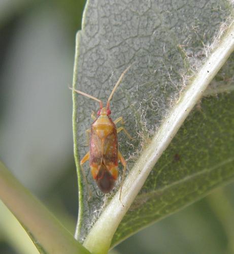 Pseudoloxops coccineus