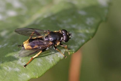 Réf. 106 379 : Xylota sylvarum