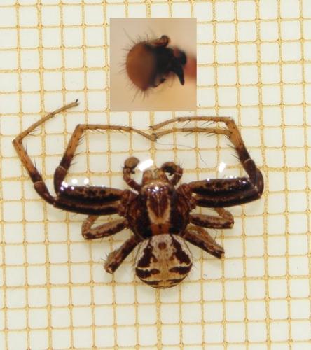 Xysticus sp.