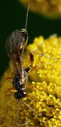 Réf. 106 701 : Pristomerus sp.