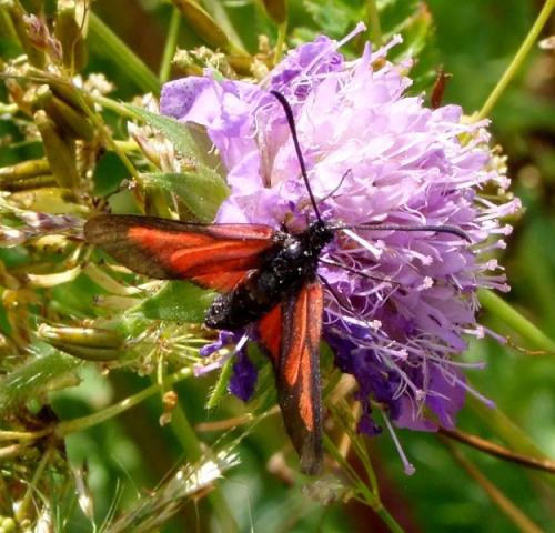 Réf. 106 362 : Zygaena osterodensis