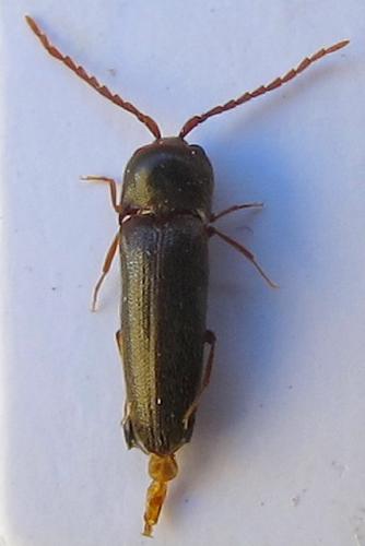 Microrhagus pyrenaeus